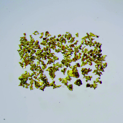 Coarse Gold Grains from Justin Project, Lost Ace Zone, Yukon - Sept. 2018