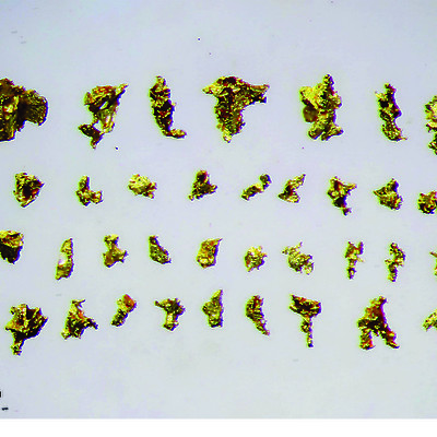 Select Coarse Gold Grains from Justin Project, Lost Ace Zone, Yukon - Sept. 2018